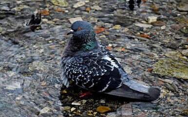 The coots