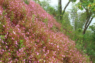 Dok Thian Peek Phi Sua (Impatiens Patula Craib) is the beautiful flowers field in rainy season ,...