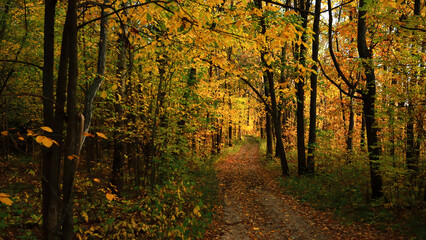 Fototapeta premium Autumn oak forest with a path.