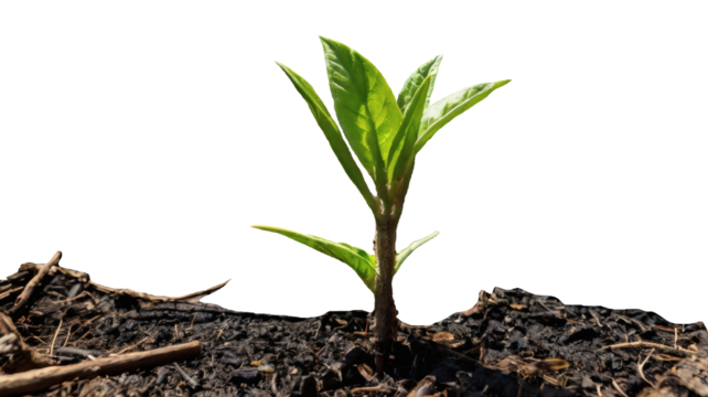 Resilient Plant Growth From Burned Soil – Nature's Comeback