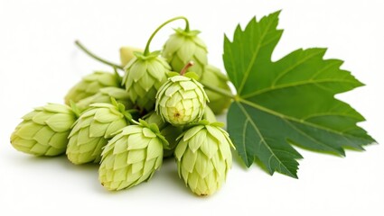 Obraz premium Hops and hop leaves set against a white background. Collection with a clipping path.