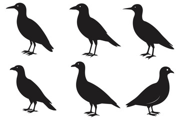 bird vector silhouette