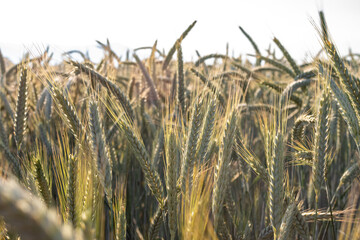 View of a beautiful wheat field in summer