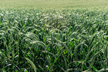 Fototapeta premium View of a beautiful wheat field in summer