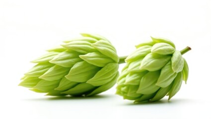 Fototapeta premium Hop close-up on a white background.