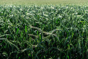 Obraz premium View of a beautiful wheat field in summer