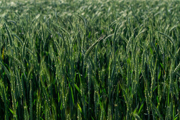 View of a beautiful wheat field in summer