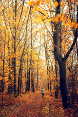 Fototapeta premium Autumn oak forest with a path. Vertical view.