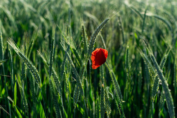View of a beautiful wheat field in summer