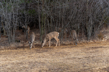 White-tailed Deer Feeding On Corn And Apples Provided For Them In An Urban Field In Wisconsin In March