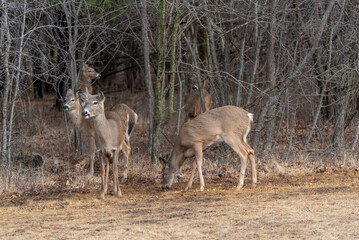 White-tailed Deer Feeding On Corn And Apples Provided For Them In An Urban Field In Wisconsin In March