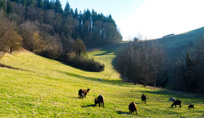 Ziegen bei der Eichelspitze