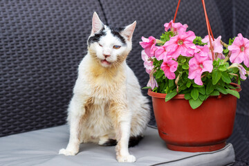 A fluffy cat sits next to a colorful pot of vibrant pink flowers