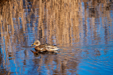 mallard duck swims in March blue water among reflections of sky and golden reeds 
