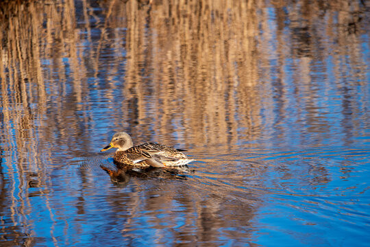 mallard duck swims in March blue water among reflections of sky and golden reeds  - Powered by Adobe