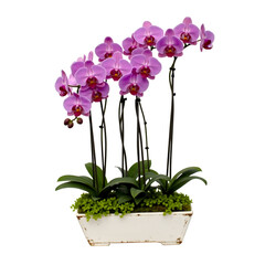 Naklejka premium Beautiful Pink Phalaenopsis Orchid Arrangement in White Pot, Isolated on Transparent Background