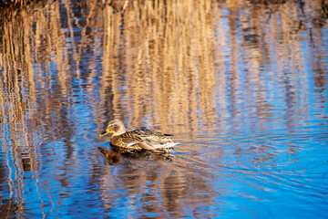 mallard duck swims in March blue water among reflections of sky and golden reeds