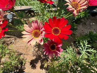 Red ismelia flower. Ismelia carinata, tricolor chrysanthemum, tricolor daisy or African daisy. It...