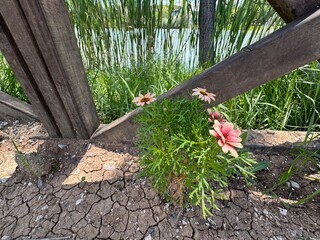 Pink Ismelia flower. Ismelia carinata, tricolor chrysanthemum, tricolor daisy or African daisy. It...