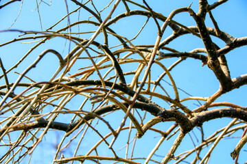 bare tree branches and blue sky