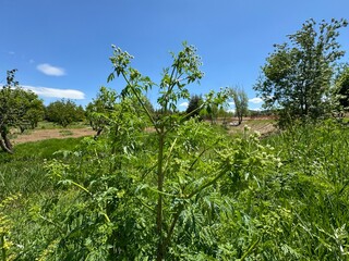 Conium maculatum, colloquially known as hemlock, poison hemlock or wild hemlock, is a highly poisonous biennial herbaceous flowering plant in the carrot family Apiaceae. Close-up.
