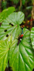 ladybug on leaf
