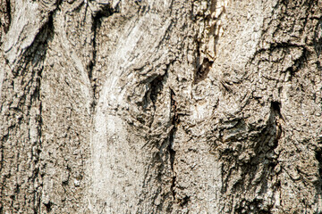 tree bark texture