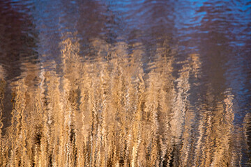 reflections of golden reeds and sky in river water