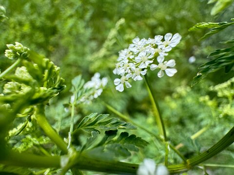 Conium maculatum, colloquially known as hemlock, poison hemlock or wild hemlock, is a highly poisonous biennial herbaceous flowering plant in the carrot family Apiaceae. Close-up.
