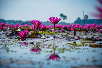flower, pink, nature, purple, flora, plant, garden, daisy, flowers, bloom, summer, blossom, petals, beauty, lotus, spring, water, yellow, macro, petal, bee, lily, beautiful, red