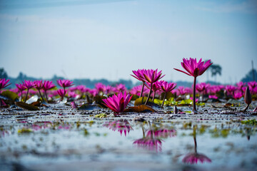 flower, pink, nature, purple, flora, plant, garden, daisy, flowers, bloom, summer, blossom, petals, beauty, lotus, spring, water, yellow, macro, petal, bee, lily, beautiful, red