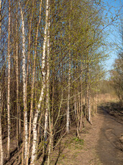 landscape with a path in spring
