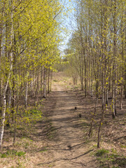 path in a deciduous grove in spring