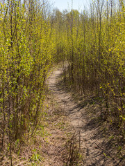 path in a deciduous grove