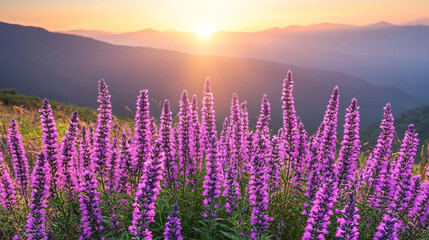 Naklejka premium A vibrant field of purple flowers blooms under a stunning sunrise, illuminating the mountains in the background with soft hues of orange and pink.