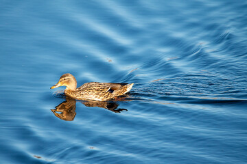 mallard duck swims in March blue water among reflections of sky