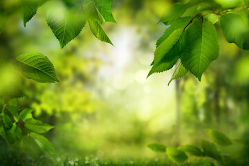 Nature scene with green leaves in a forest and blurred background