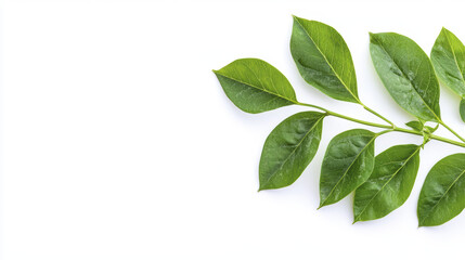 Fototapeta premium Fresh green leaves on white background, showcasing vibrant foliage and natural beauty