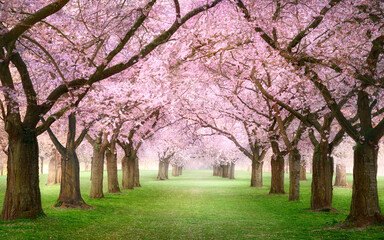 Pink cherry blossom garden with flowering trees in spring. A dreamy canopy of rows of beautiful...