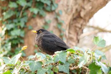 blackbird on a branch in the park