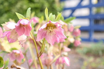 Spring. pink flowers in the garden