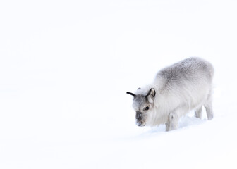 Svalbard reindeer in winter environment