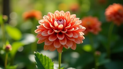 red dahlia flower in garden