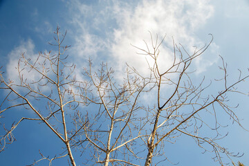 bare winter tree and the sky