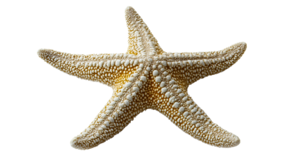 A very fine sea star with a beautiful pattern, a sea star with various white openings on its body, a sea star as a symbol of vacation and relaxation, transparent.