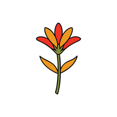 kangaroo paw flower on white background.