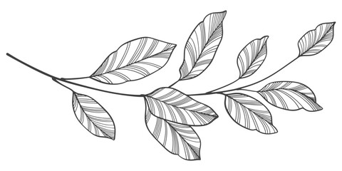 black and white outline sketch of a leaf © sense