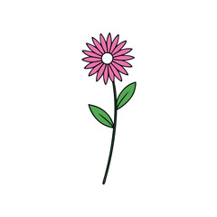 knapweed Flower vector illustration on a white background.