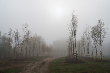 Road in the fog. The road in the fog between the young trees