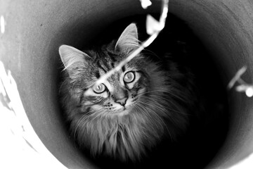 Chat au fond d'un pot